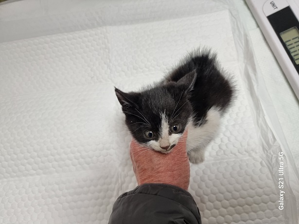 경동동물병원_428350202500194